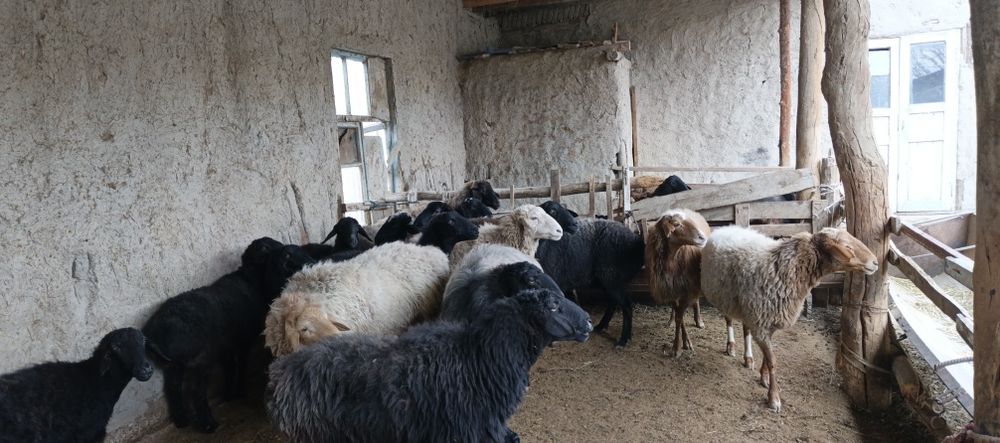 Xisori bugʻoz egiz tugʻadigan qoʻylar