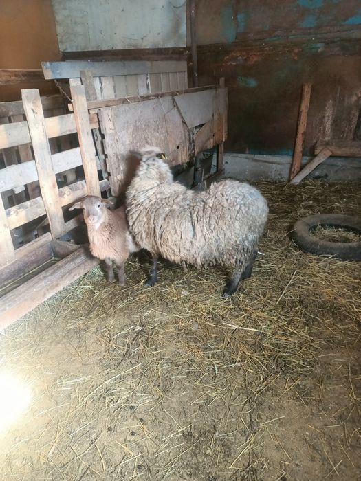 Романовскии парода