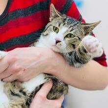 Коте Рио търси своя дом