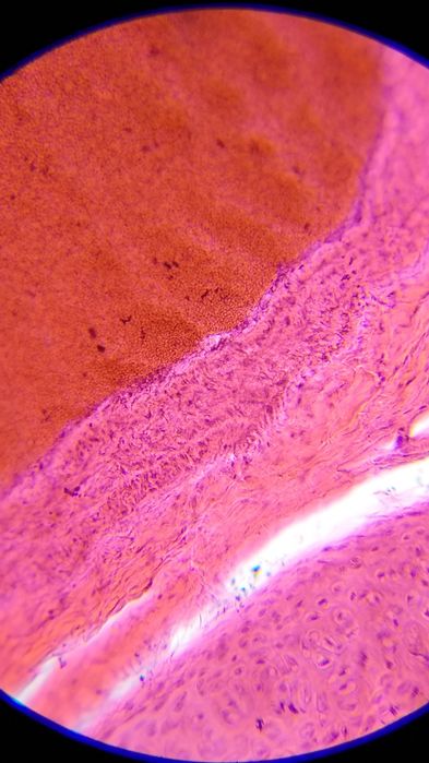 препараты для микроскопа