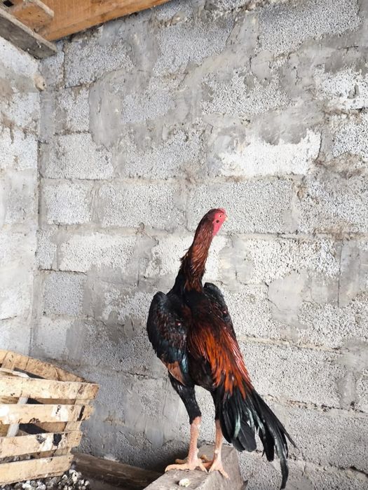 Бойцовский петух цыпа