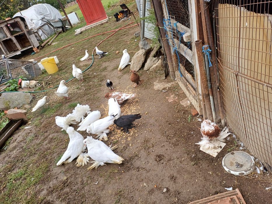 Vand porumbei Urias Maghiar 50 de lei bc