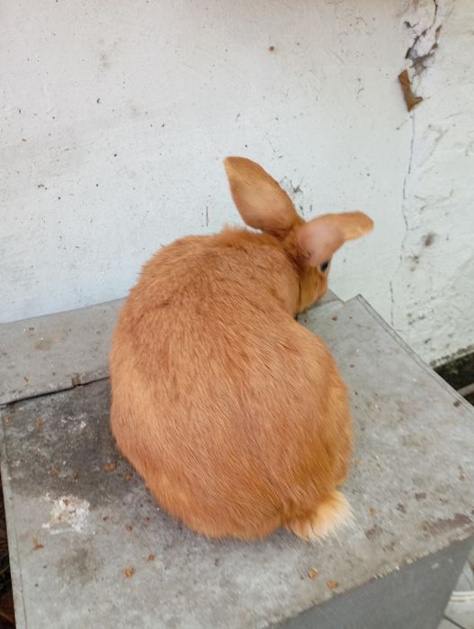 Продам Французский баран.