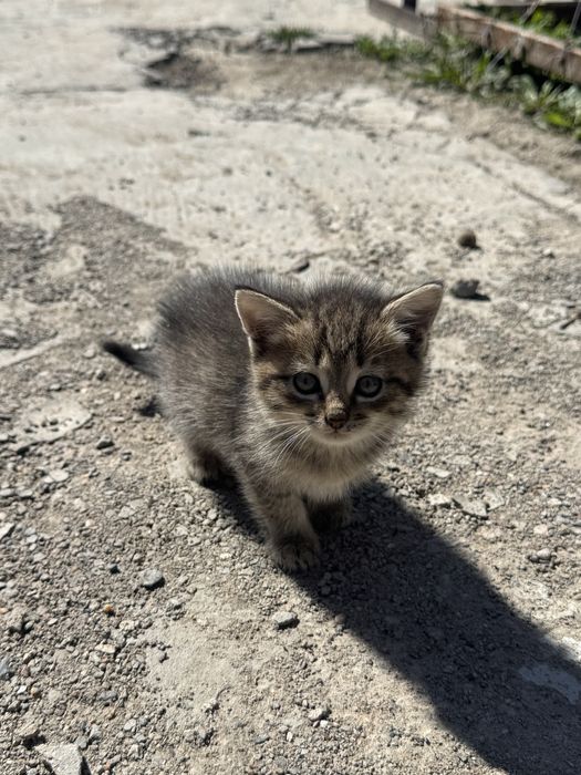 отдам котят,бесплатно