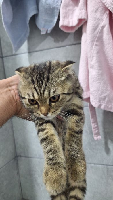 Мушукча сотилади скоттиш фолд