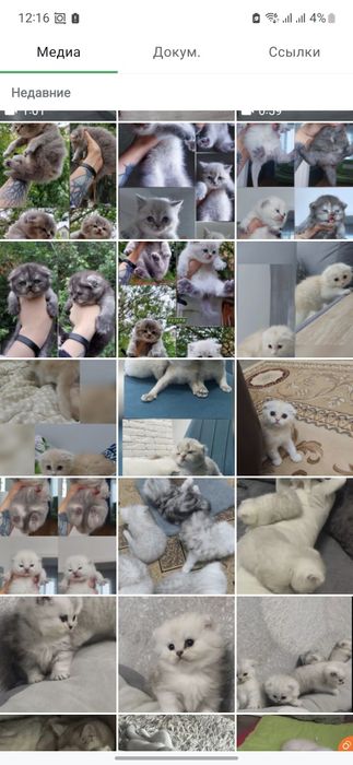 Вязка! Кот с опытом