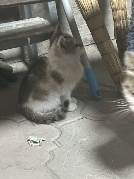 Отдам котят с мамой