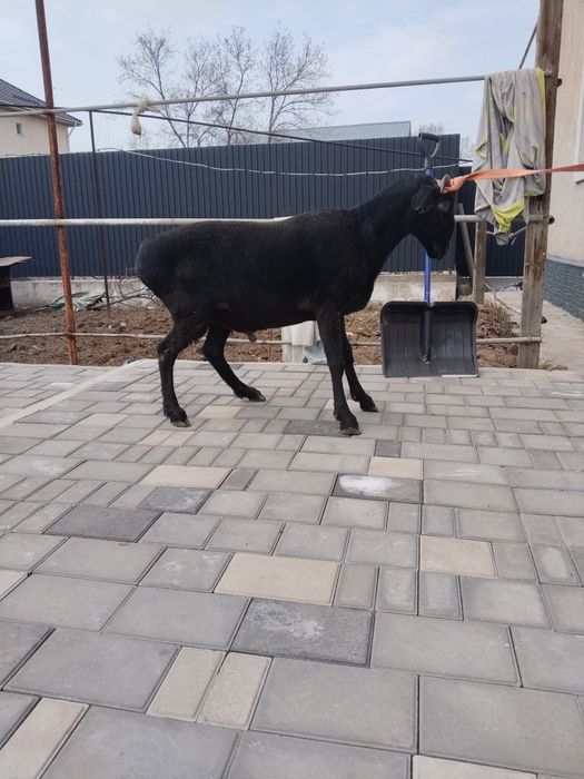 Қошкар, баран семіз.