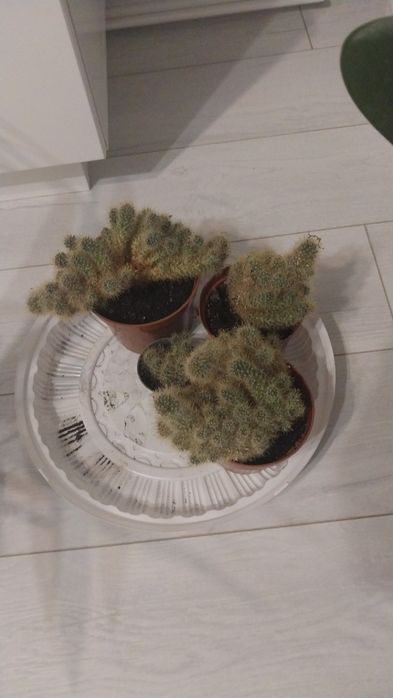Продам комнатные цветы