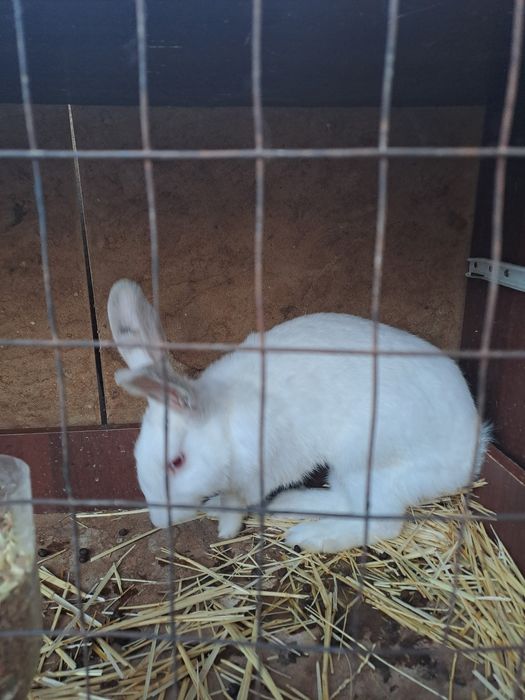 Кролики,кояндар Шымкент