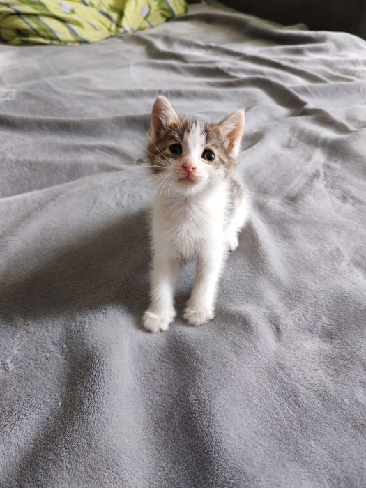 Отдадим котёнка в добрые руки