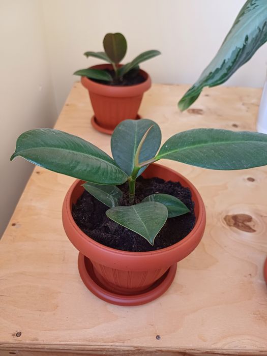 Уйге осетин гулдер,