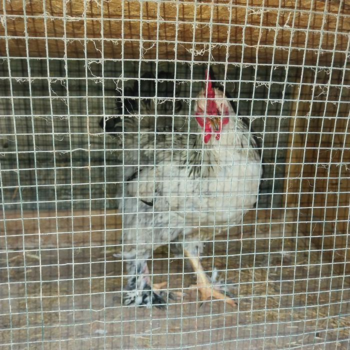 Vand cocoși încălțați și oua de puicute ouatoare