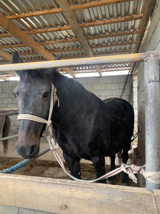 Жылкы ети 2400тг