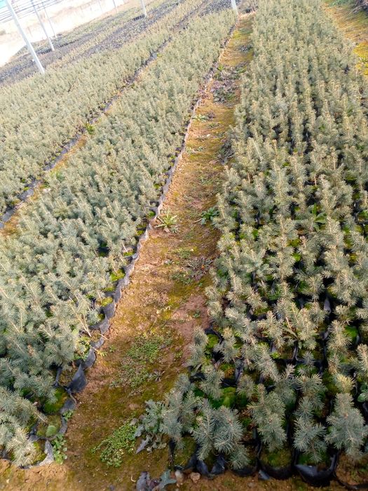 Archa. Shamshot.  Kuchalar bor sotiladi optim narxda