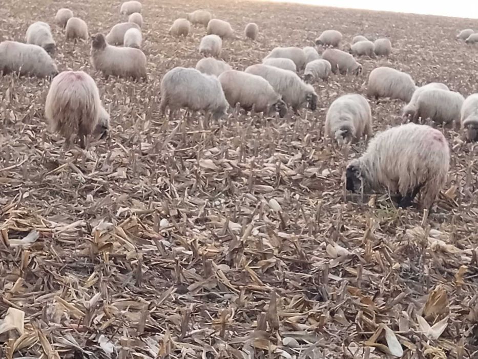 Vând 5 oi pentru sacrificare