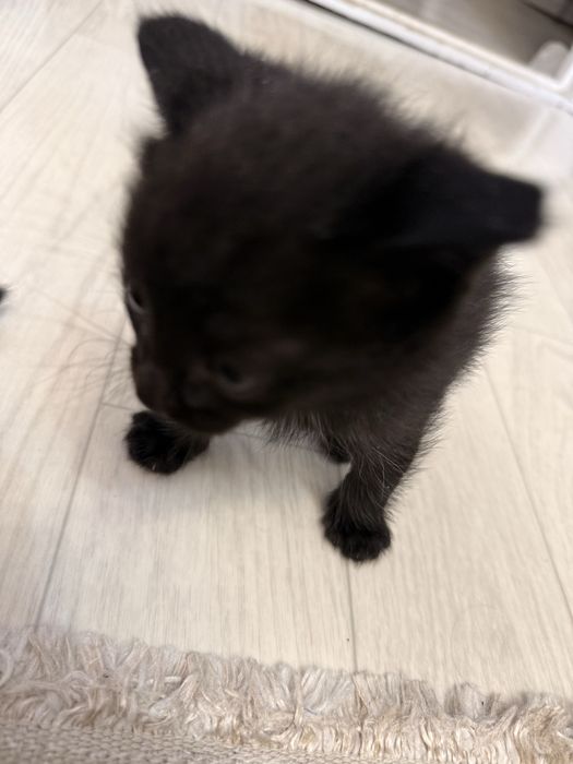 Отдам в дар котенка
