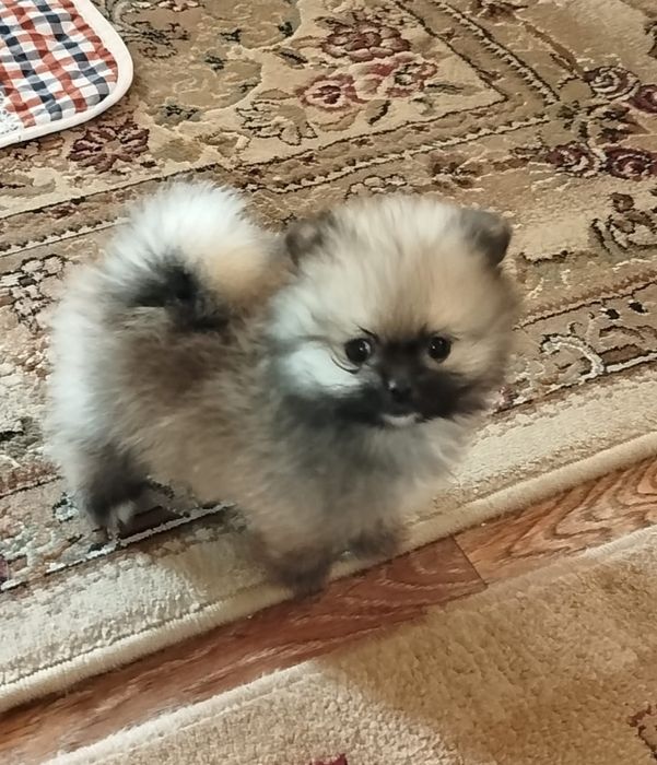 Девочка померанского шпица