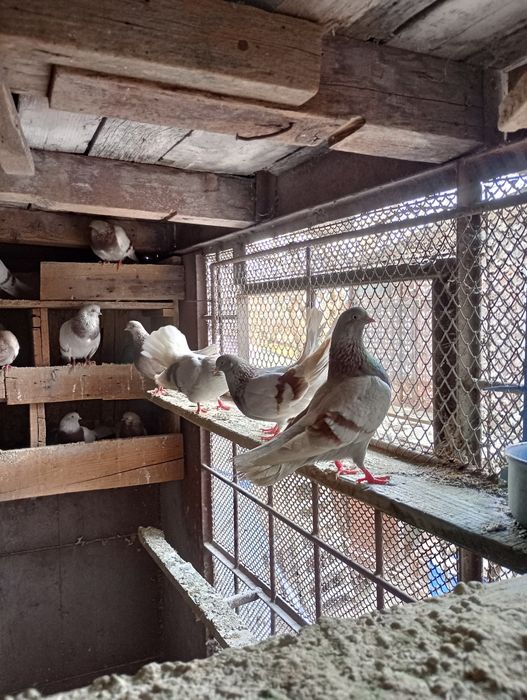 Vând porumbei de ornament rasa mica (blondineți)