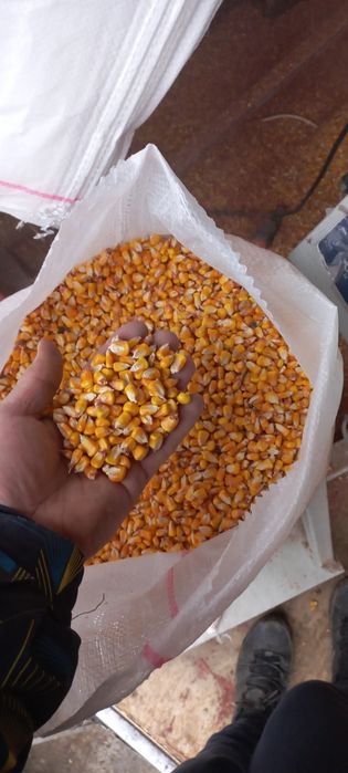 Vand porumb,grau, tarata,orz ,  ,mazare,uruiala,