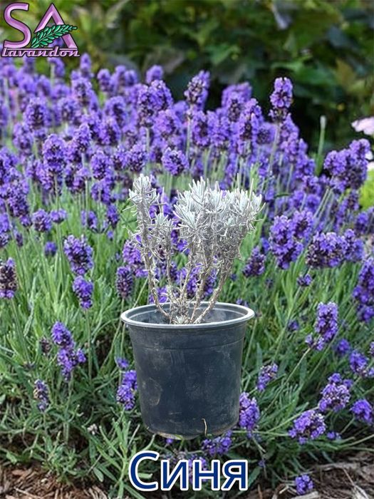 Лавандула и Българска Маслодайна Роза-саксии