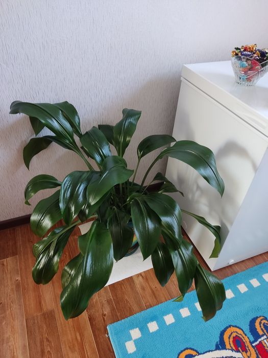 Эухарис амазонский