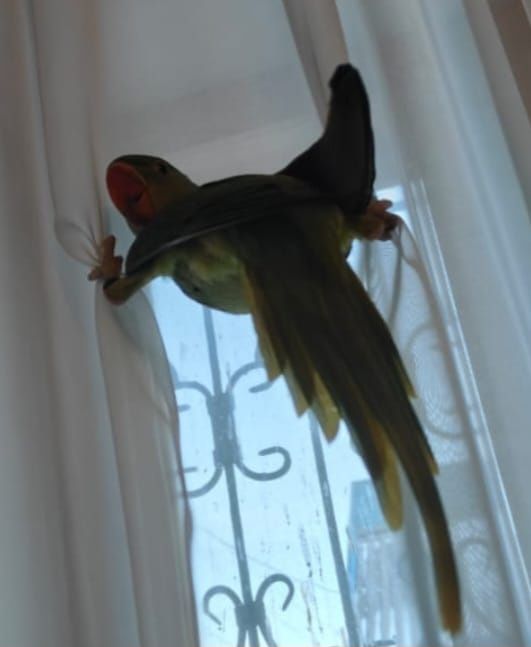 Продам попугая Александрийский