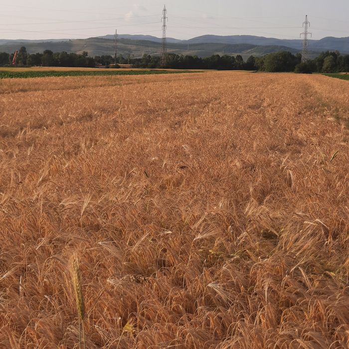 grâu, orzoaica de toamna triticale