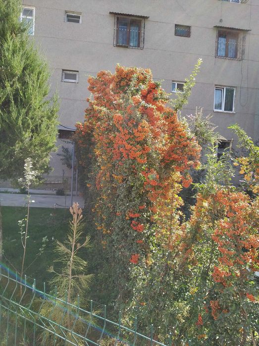 Ароматный фейеверк  из Буддлей