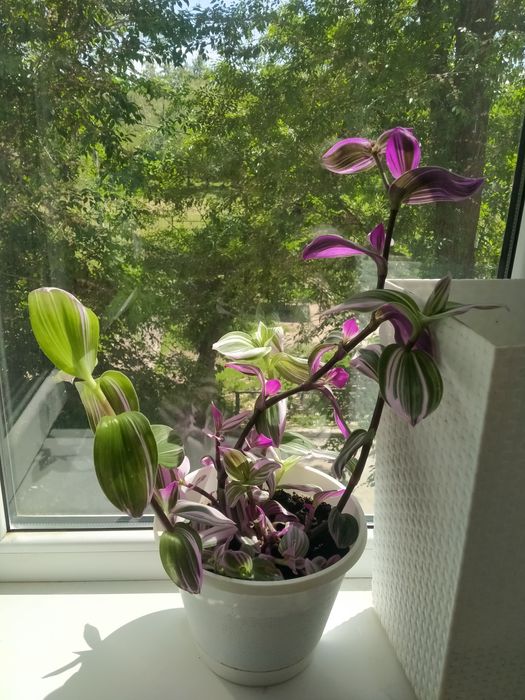 Цветы  для дома красивые