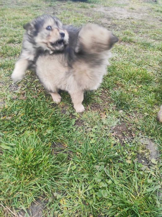 Donez 6 cățeluși drăgălași