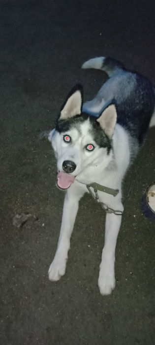 Пропала собака!Помогите найти!