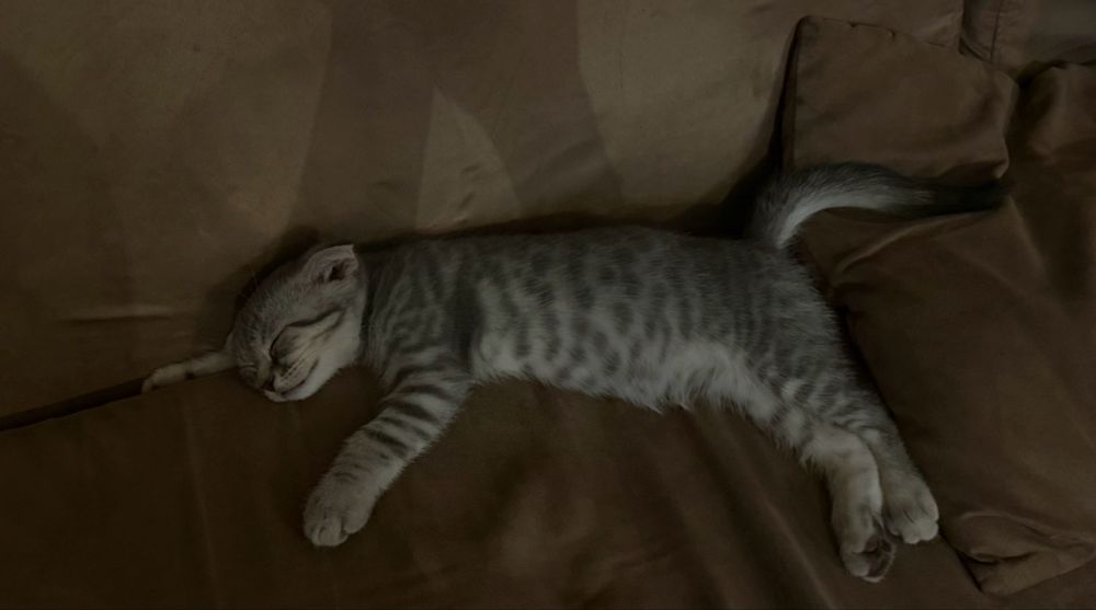 Шотландский вислоухий котенок