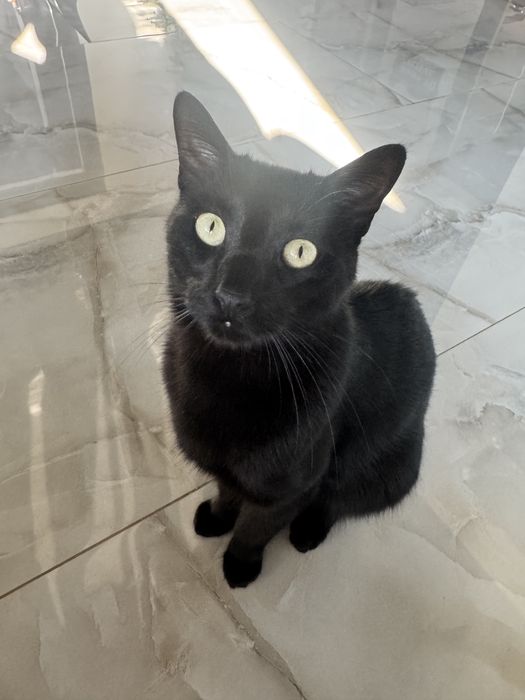 Adoptie responsabila, Yoda