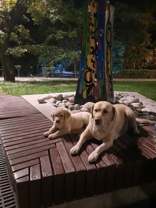 Вязка кабель лабрадор.