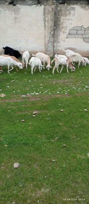 Продаю дойных коз с козлятами