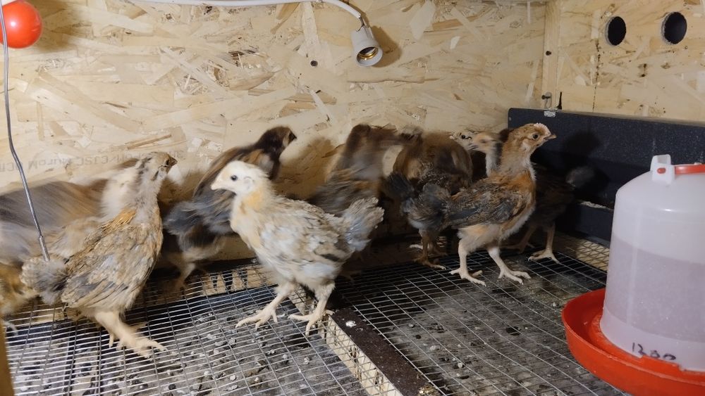 Продам кучинских цыплят