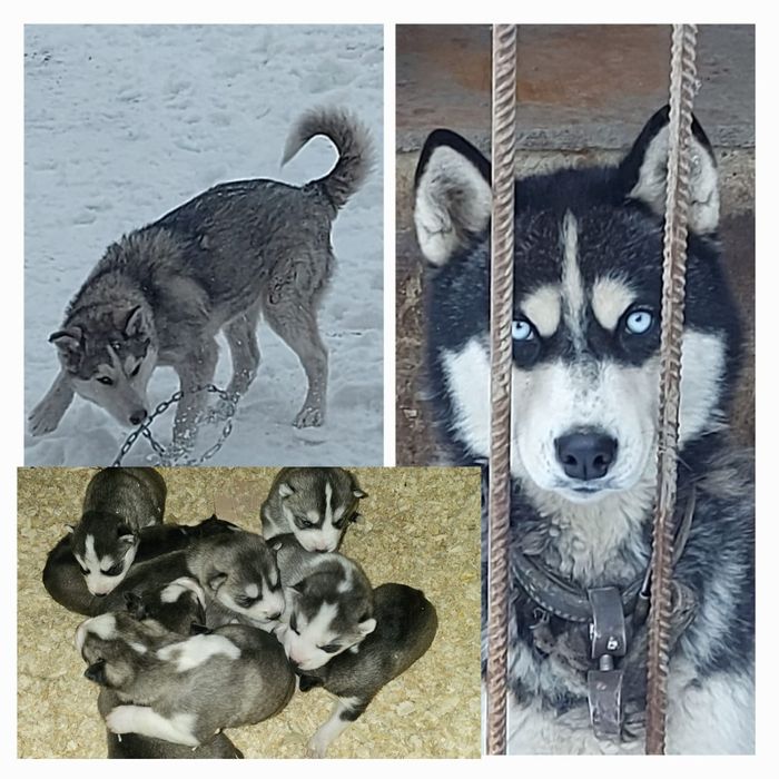 Срочно вязка кобель хаски