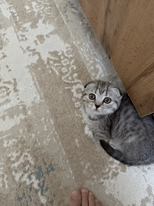 Котята шотланские вислоухие