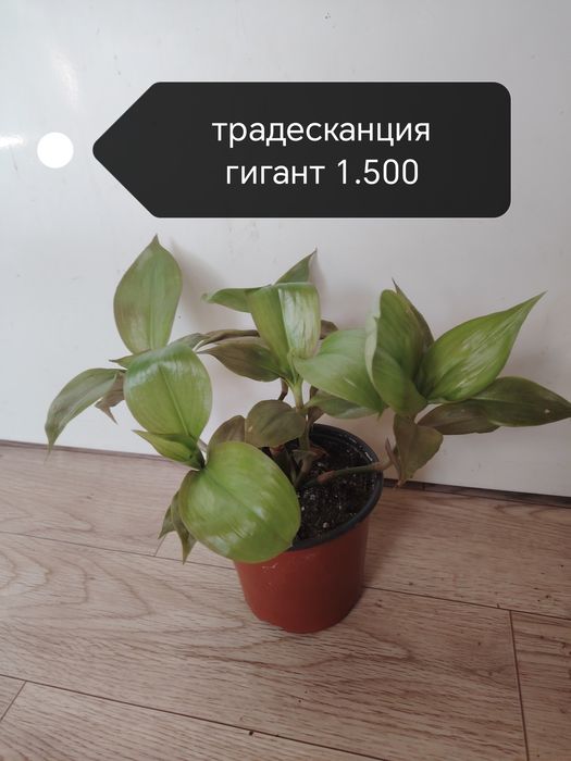 Продаются домашние цветы
