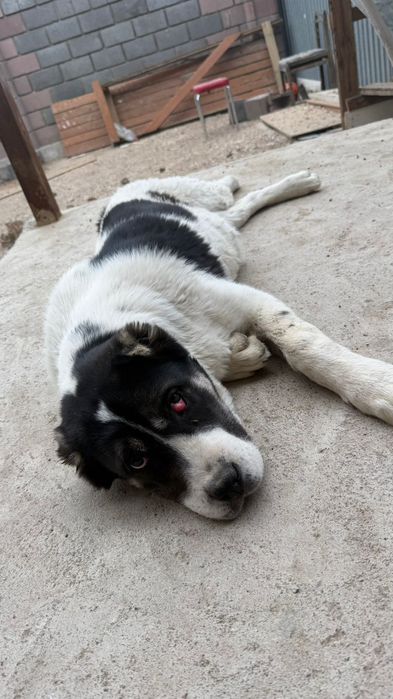 Продается тобет (сука)