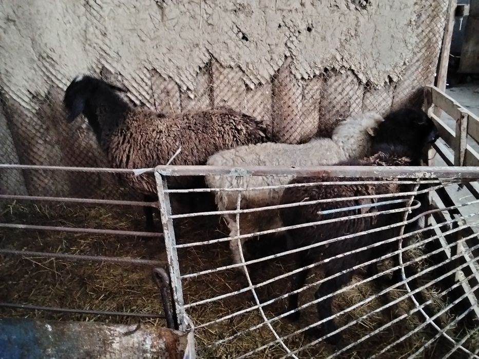 Продам баран одна гиссарская