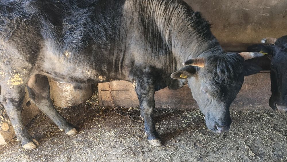 Продам быка. 2 года