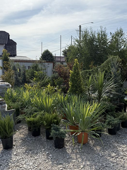 Vand plante ornamenatale de calitate extra