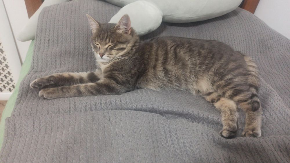 Отдам котенка в добрые руки