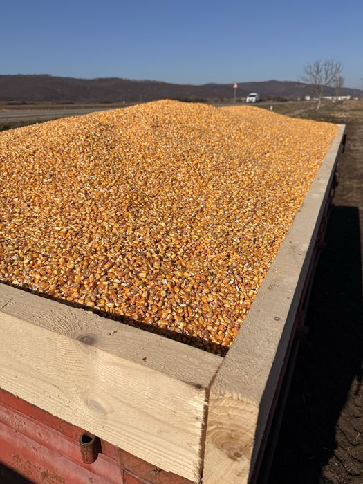 Porumb boabe  și floarea soarelui