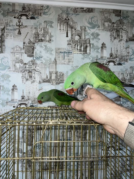 Продам Александрийского попугая выкормыша