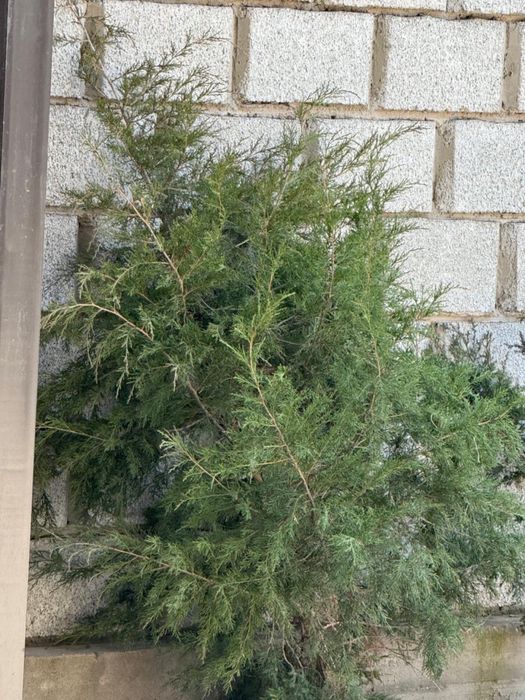 Елка саженец самовывоз