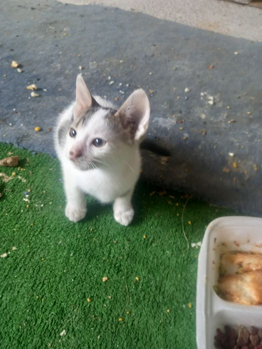 adopții de pisoiași micuți pt personele iubitoare de animale