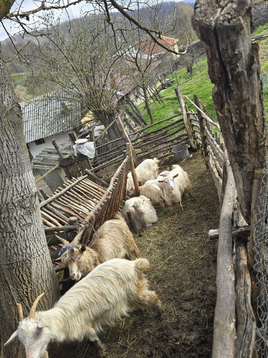 Capre cu Iezi-Microferma -se vand împreună